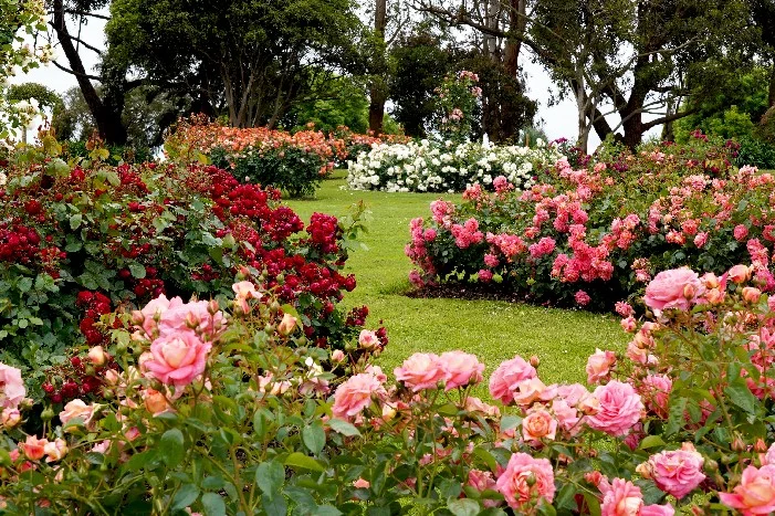 Rosengarten mit vielen bunten Rosen